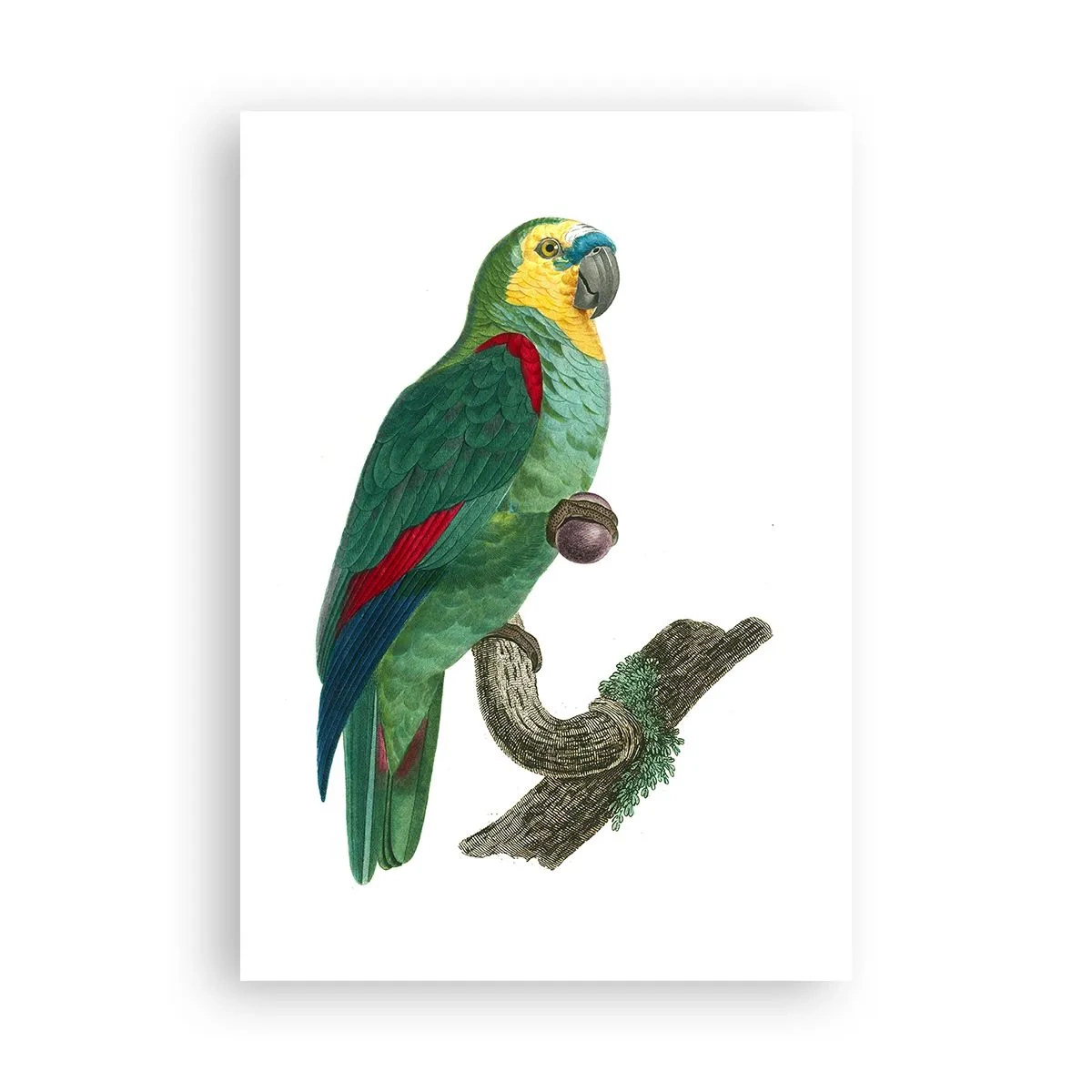 Plakat - Papuzi portret - 70x100 cm