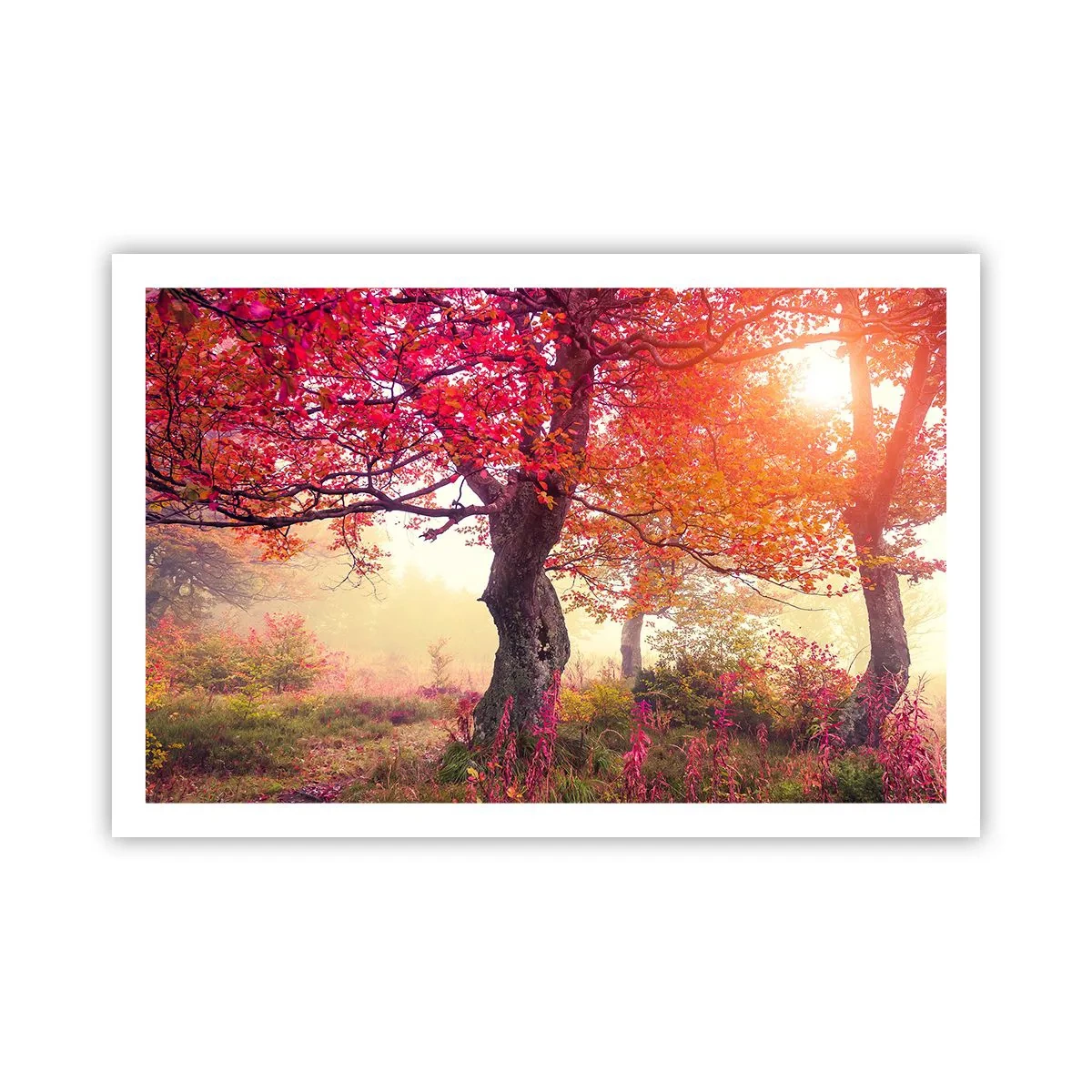 Plakat - Szał rozkwitu - 91x61 cm