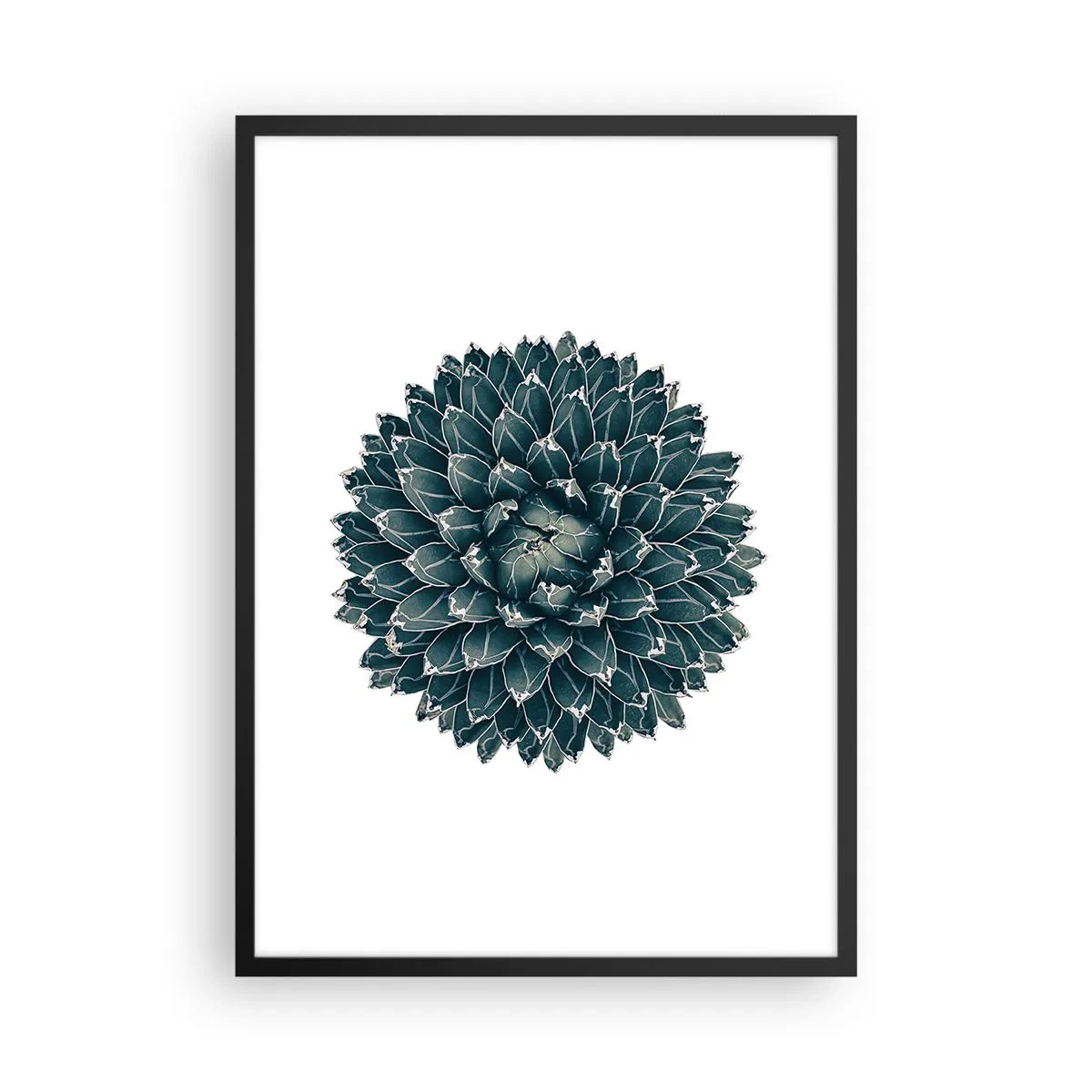 Plakat w czarnej ramie - Detal sukulenta z symetrycznym układem liści - 50x70cm - Gwiazda pustyni - Nowoczesna dekoracja ścienna do salonu i sypialni ARTTOR