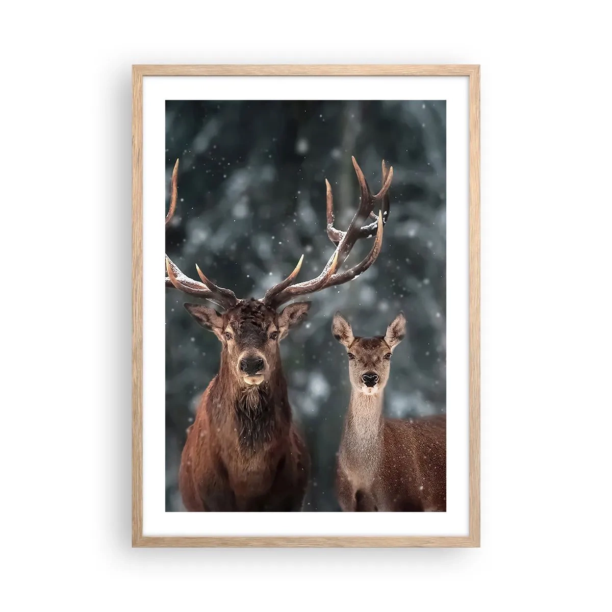 Plakat w ramie jasny dąb - Pan lasu z małżonką - 50x70 cm