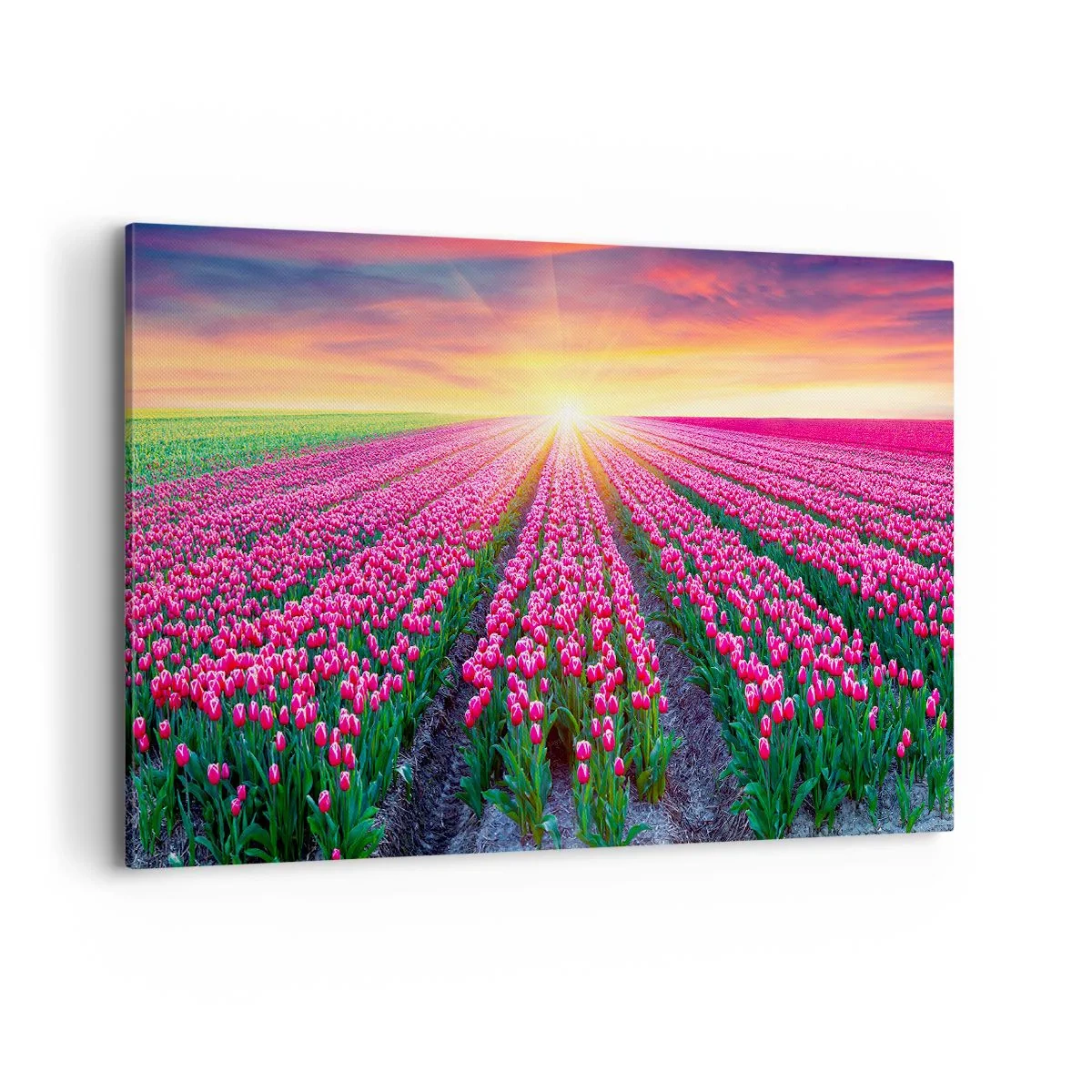 Obraz na płótnie - Pole tulipanów o zachodzie słońca - 120x80cm - Farma piękności - Nowoczesna dekoracja ścienna do salonu, kuchni i sypialni ARTTOR