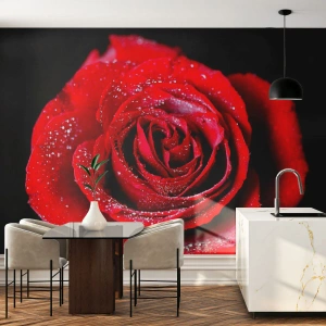 Fototapeta Samoprzylepna Deluxe Sticker - To właśnie miłość - Kwiaty, Czerwona Róża, Płatki Róży - 100x70 cm