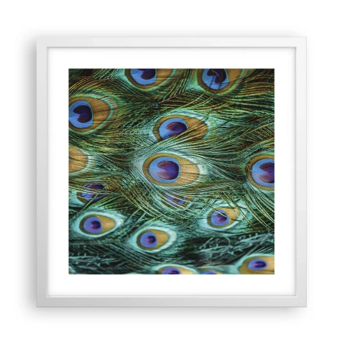 Plakat w białej ramie - Pawiookie spojrzenie - 40x40 cm