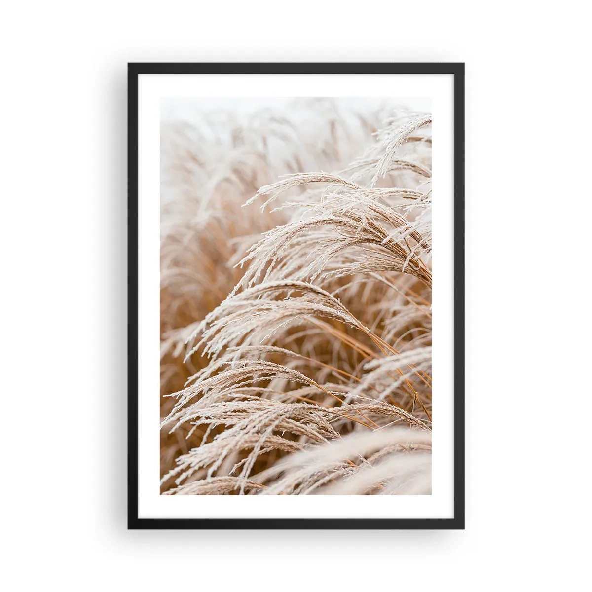 Plakat w czarnej ramie - Zbliżenie na oszronione trawy w zimowym krajobrazie - 50x70cm - Pokłon jesiennemu słońcu - Nowoczesna dekoracja ścienna do salonu i sypialni ARTTOR