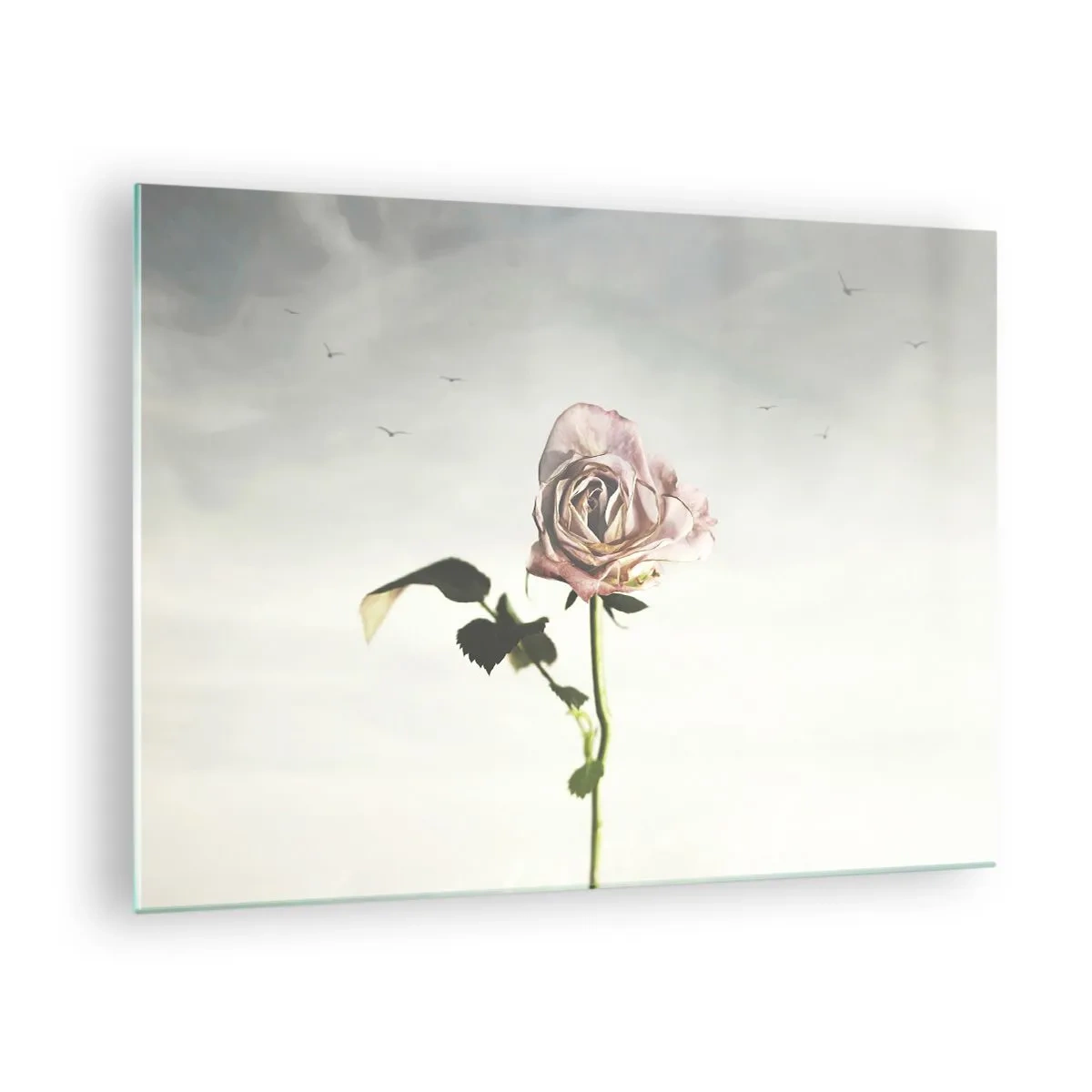 Obraz na szkle - Delikatna róża na tle nieba z lecącymi ptakami - 70x50cm - Powitanie wiosny - Nowoczesna dekoracja ścienna do salonu i sypialni ARTTOR