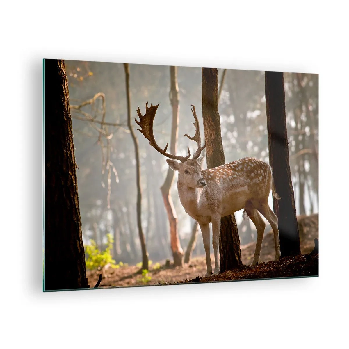 Obraz na szkle - Jeleń w lesie otoczony poranną mgłą - 70x50cm - Światło młodości - Nowoczesna dekoracja ścienna do salonu i sypialni ARTTOR