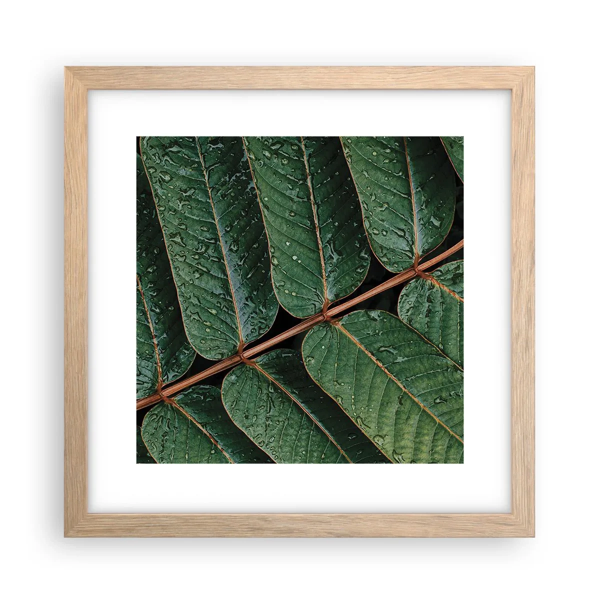 Plakat w ramie jasny dąb - W zielonym rytmie - 30x30 cm