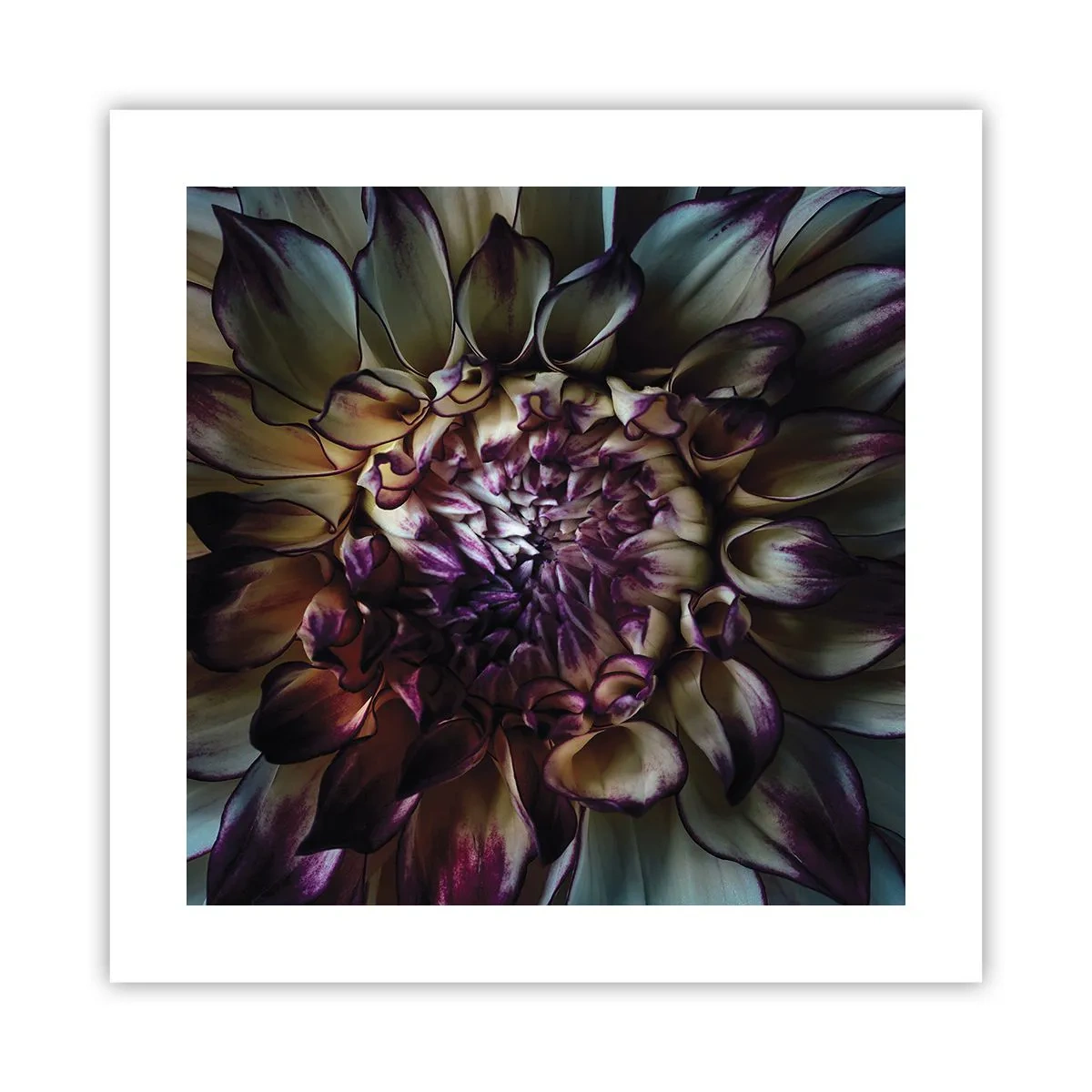 Plakat - Rozkwit młodości - 40x40 cm