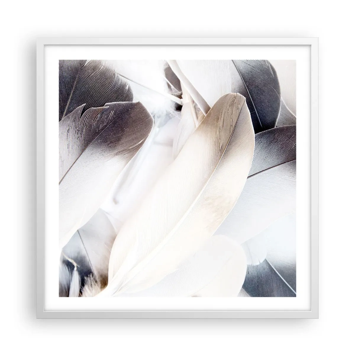 Plakat w białej ramie - Niemal anielskie - 60x60 cm