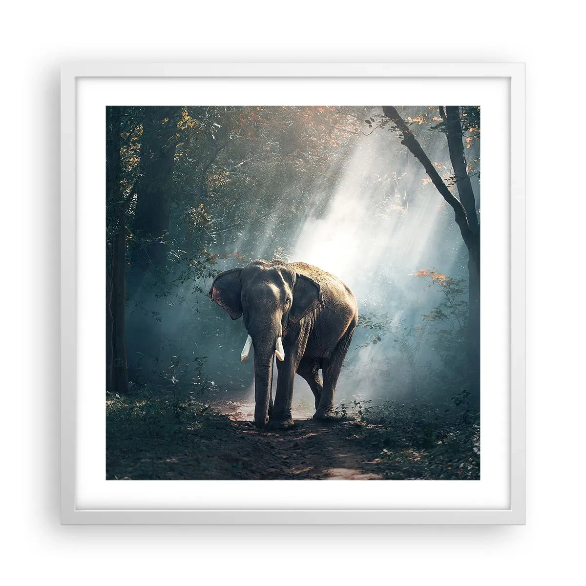 Plakat w białej ramie - Spokojna przechadzka - 50x50 cm