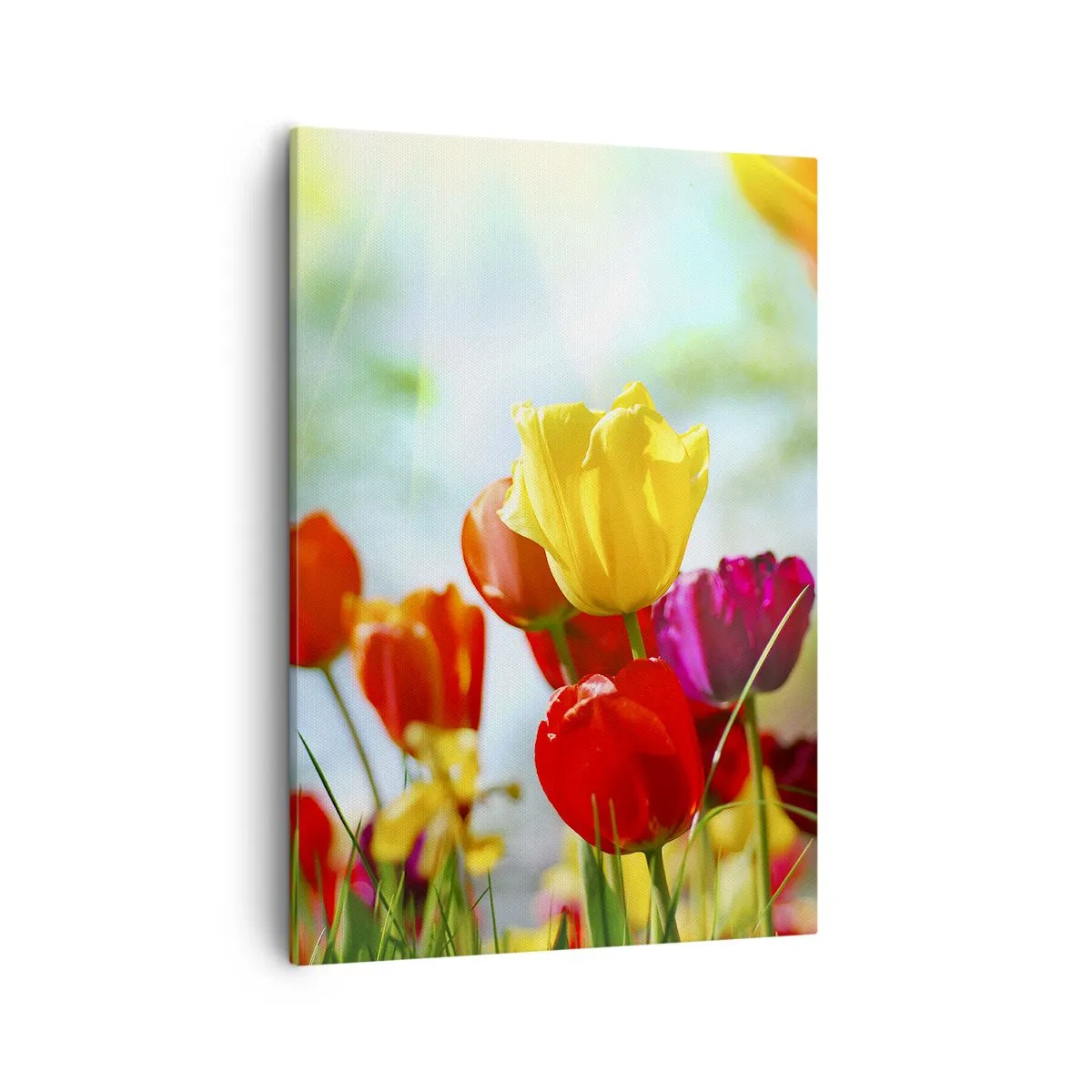 Obraz na płótnie - Kolorowe tulipany w promieniach słońca - 50x70cm - Wszystkie barwy słońca - Nowoczesna dekoracja ścienna do salonu, kuchni i sypialni ARTTOR