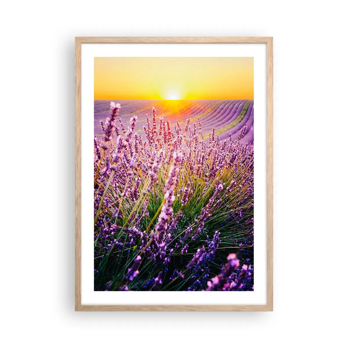 Plakat w ramie jasny dąb - Pachnący łan - 50x70 cm