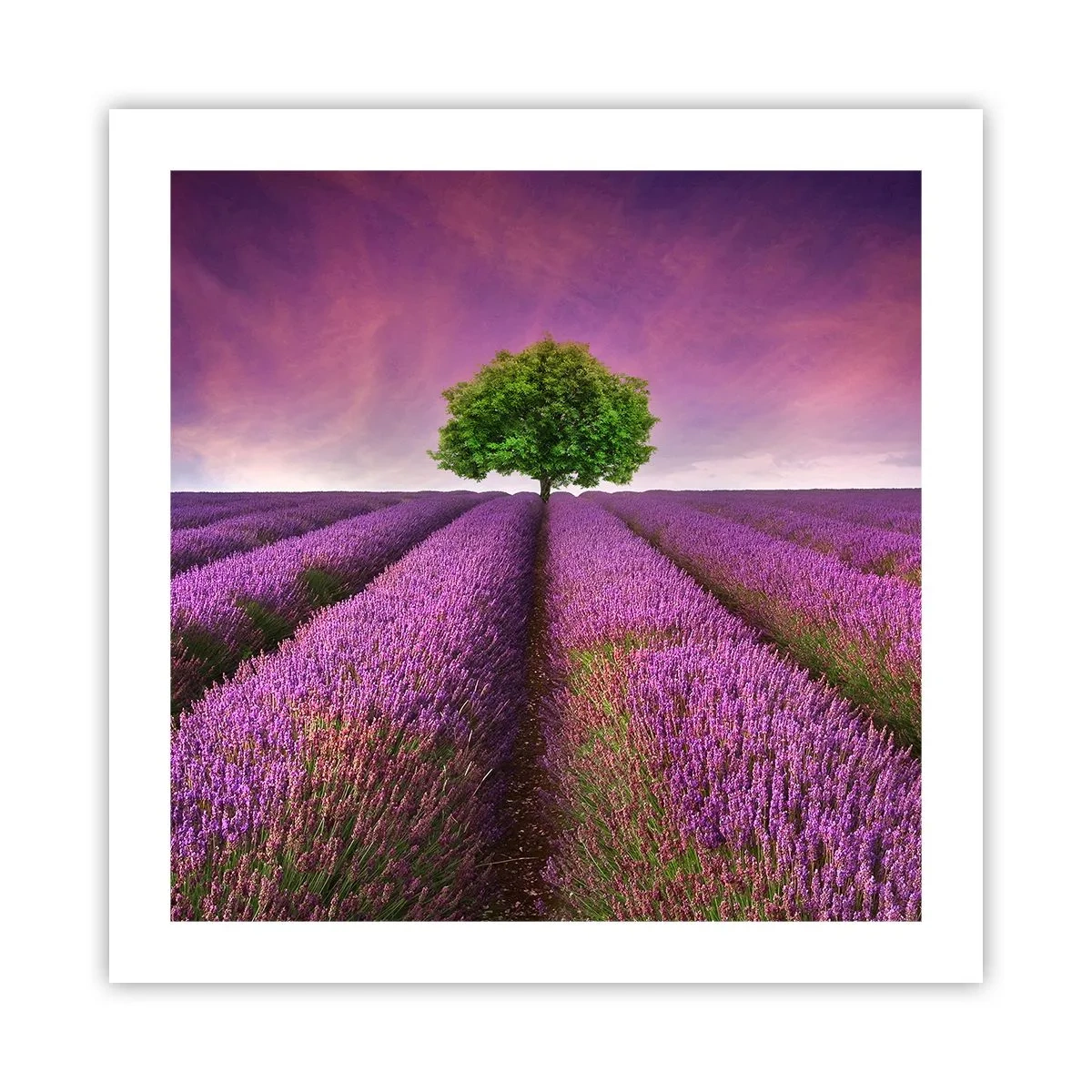 Plakat - Na lawendowych polach - 50x50 cm