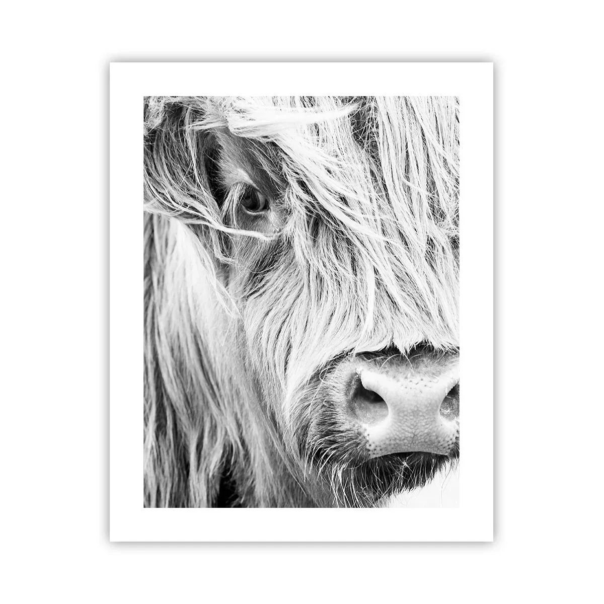 Plakat - Szkocka dzikość - 40x50 cm