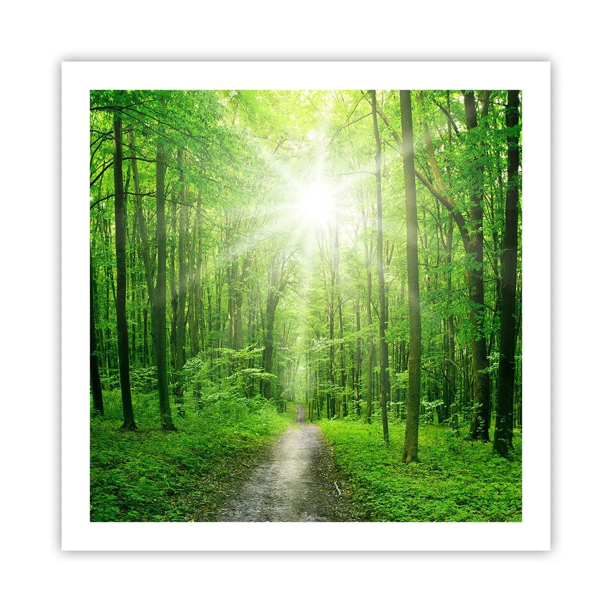 Plakat - Zielona katedra - 60x60 cm
