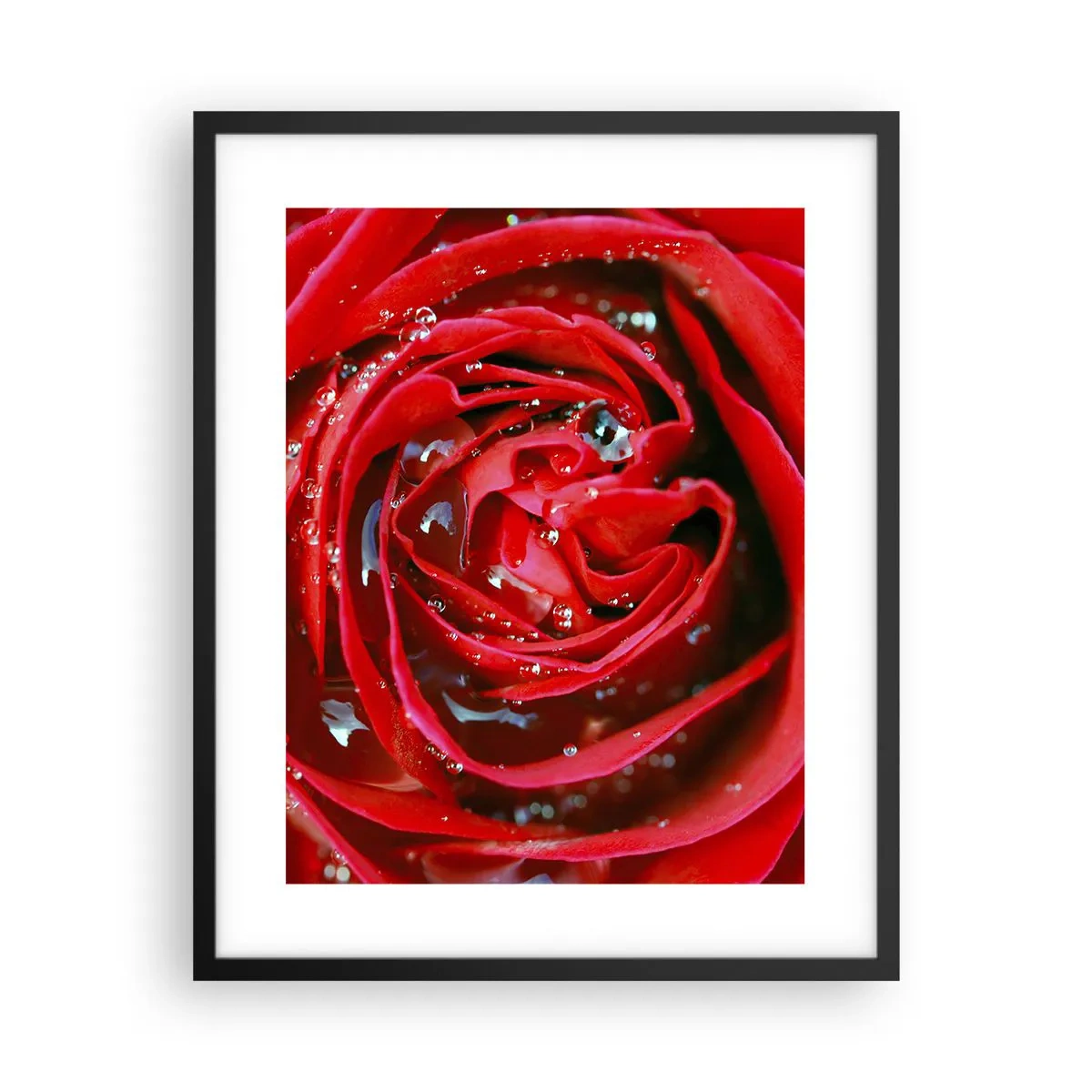 Plakat w czarnej ramie - W kroplach rosy - 40x50 cm