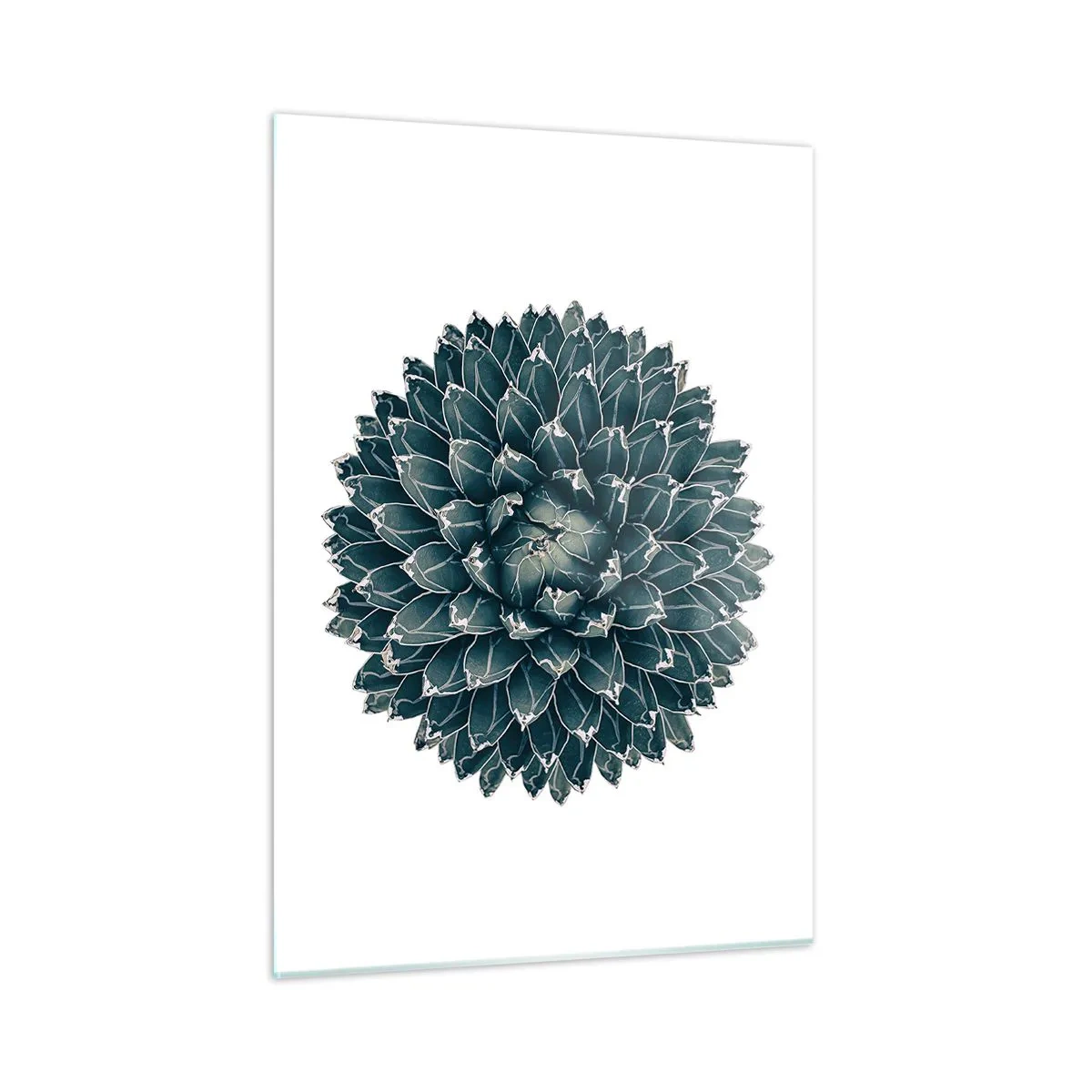 Obraz na szkle - Symetryczny wzór rośliny sukulenta na białym tle - 50x70cm - Gwiazda pustyni - Nowoczesna dekoracja ścienna do salonu, kuchni i sypialni ARTTOR