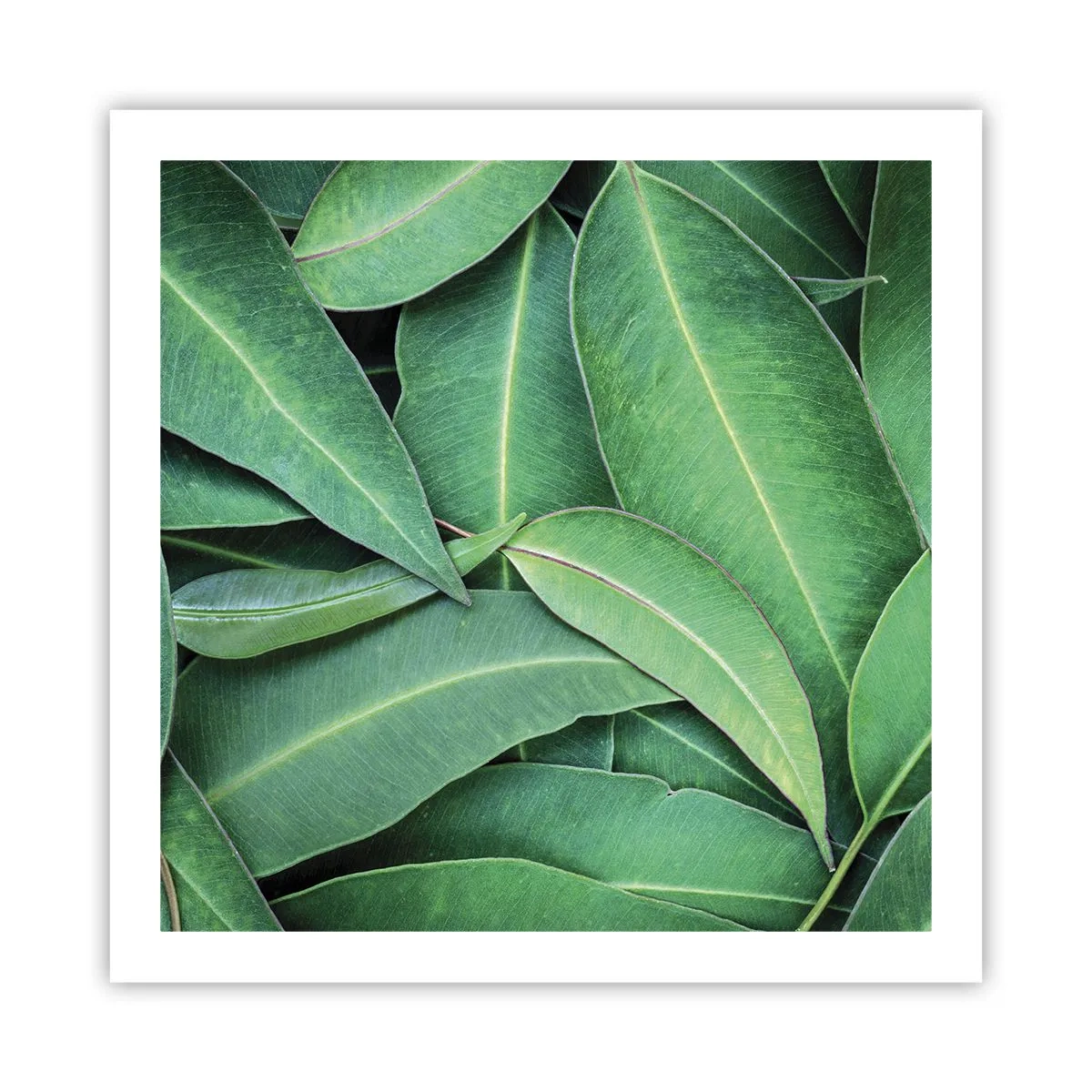 Plakat - Soczyste i świeże - 60x60 cm