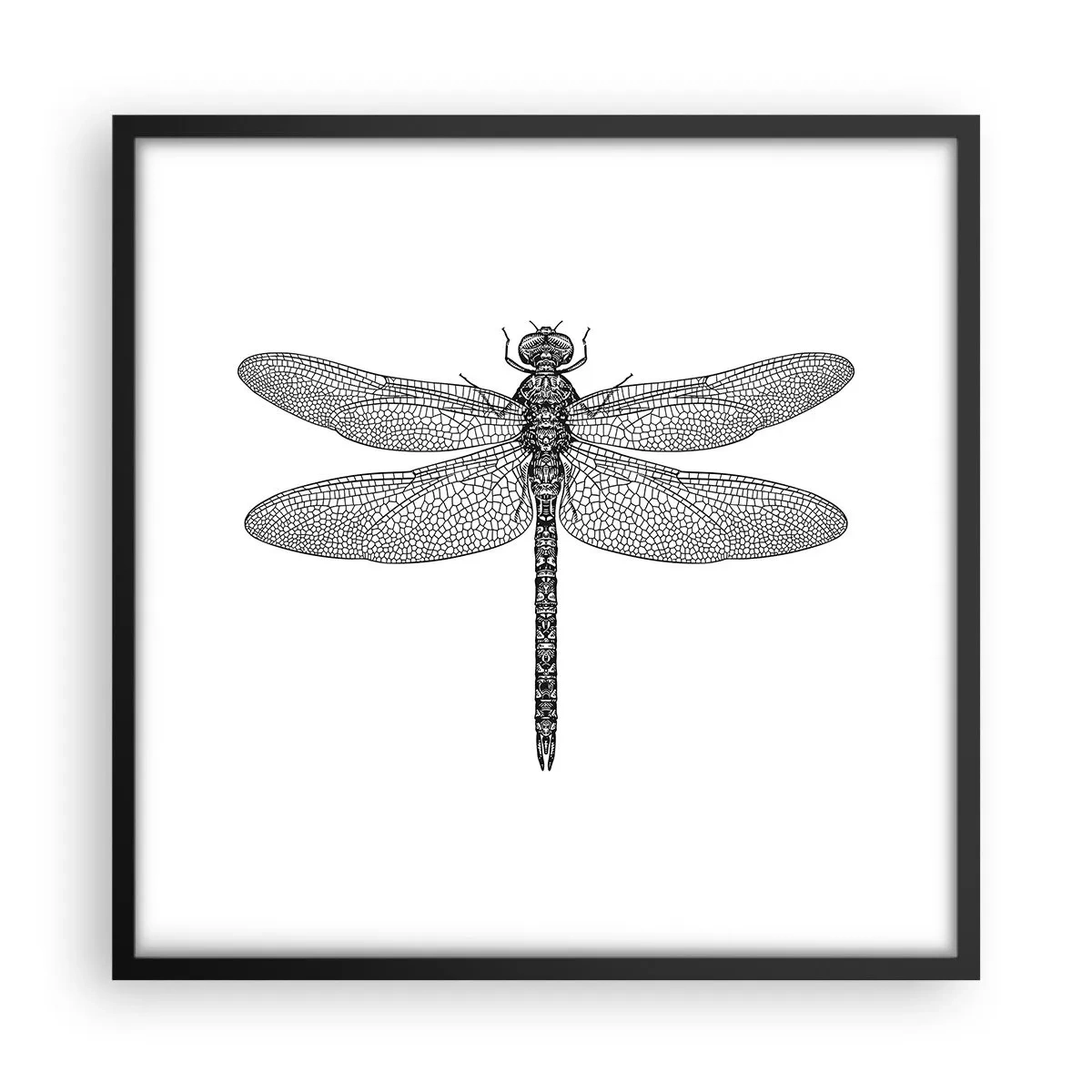 Plakat w czarnej ramie - Precyzja natury - 50x50 cm