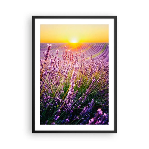 Plakat w czarnej ramie - Pole lawendy oświetlone promieniami zachodzącego słońca - 50x70cm - Pachnący łan - Nowoczesna dekoracja ścienna do salonu i sypialni ARTTOR