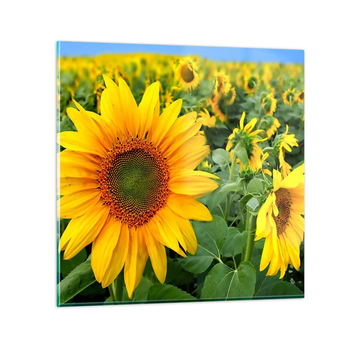 Obraz na szkle - Rozgorzały setki słońc - 60x60 cm