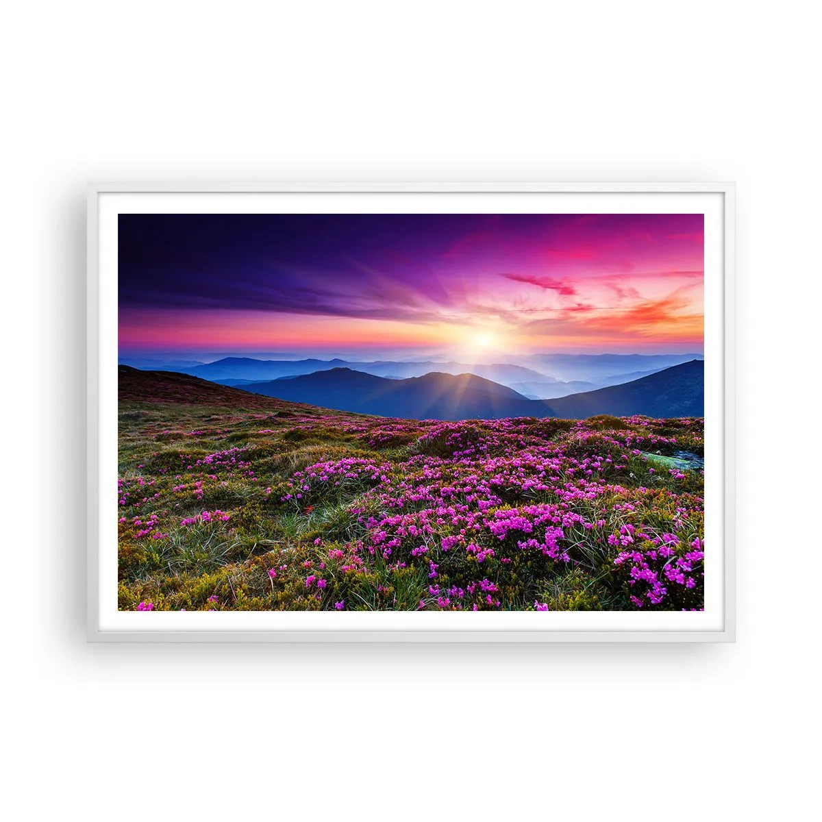 Plakat w białej ramie - Ziół zapachniały świeże pęki od niw - 100x70 cm