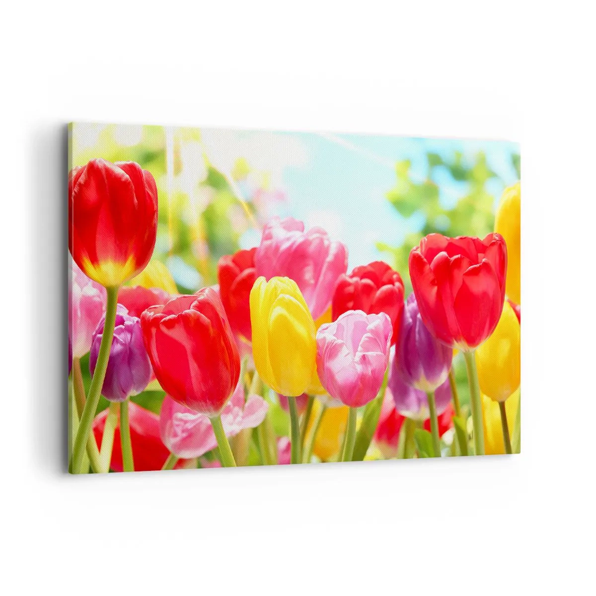 Obraz na płótnie - Kolorowe tulipany w pełnym rozkwicie na wiosennym tle - 100x70cm - To my, kolory maja! - Nowoczesna dekoracja ścienna do salonu, kuchni i sypialni ARTTOR