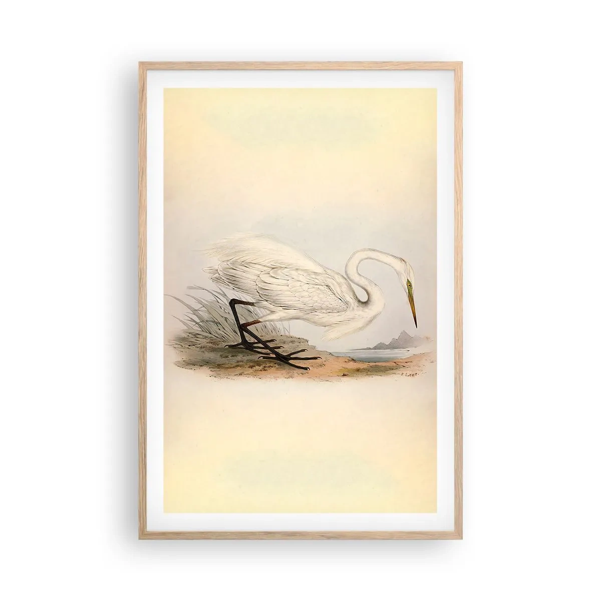 Plakat w ramie jasny dąb - Pani na szuwarach - 61x91 cm