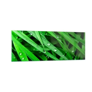 Obraz na szkle - Zielone źdźbła trawy z kroplami rosy w zbliżeniu - 140x50cm - Zagraj w zielone - Nowoczesna dekoracja ścienna do salonu i sypialni ARTTOR