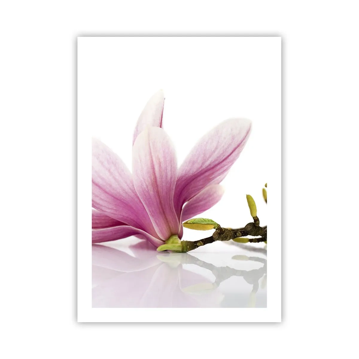 Plakat - Różowy kwiat magnolii na gałęzi z białym tłem - 50x70cm - Delikatne jak powiew wiosny - Nowoczesna dekoracja ścienna do salonu, kuchni i sypialni ARTTOR