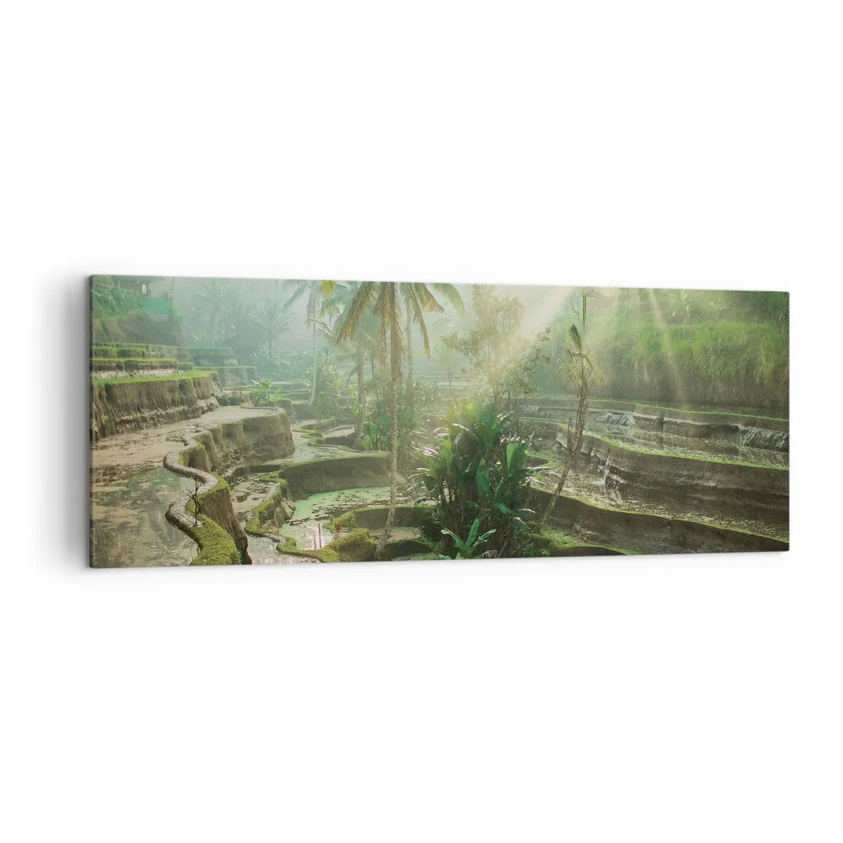 Obraz na płótnie - Tarasy ryżowe z palmami w promieniach słońca - 140x50cm - Dorastać w słońcu - Nowoczesna dekoracja ścienna do salonu i sypialni ARTTOR