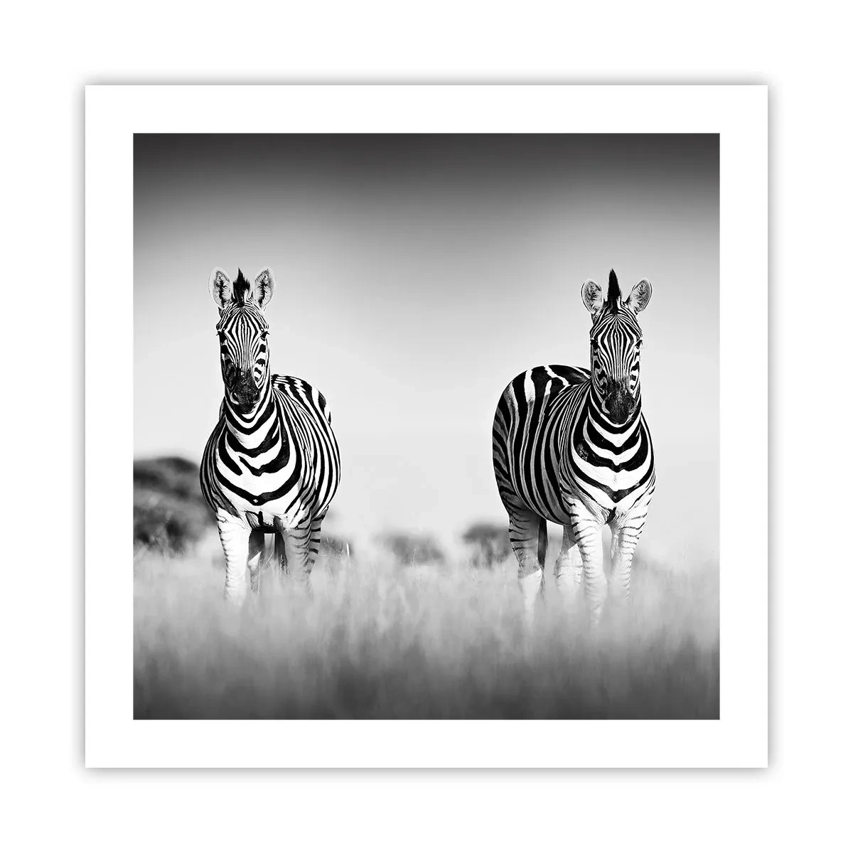 Plakat - A jednak świat jest czarno-biały - 50x50 cm