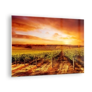 Obraz na szkle - Winorośla na polu o zachodzie słońca - 70x50cm - Delikatnie owocowe z nutą słońca - Nowoczesna dekoracja ścienna do salonu i sypialni ARTTOR