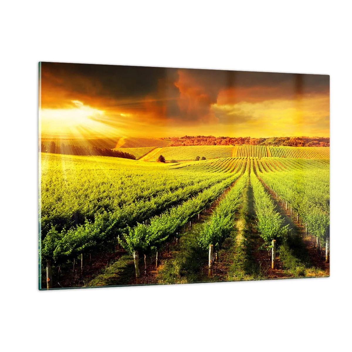 Obraz na szkle - Winnica w świetle zachodzącego słońca - 120x80cm - Pod australijskim słońcem - Nowoczesna dekoracja ścienna do salonu, kuchni i sypialni ARTTOR