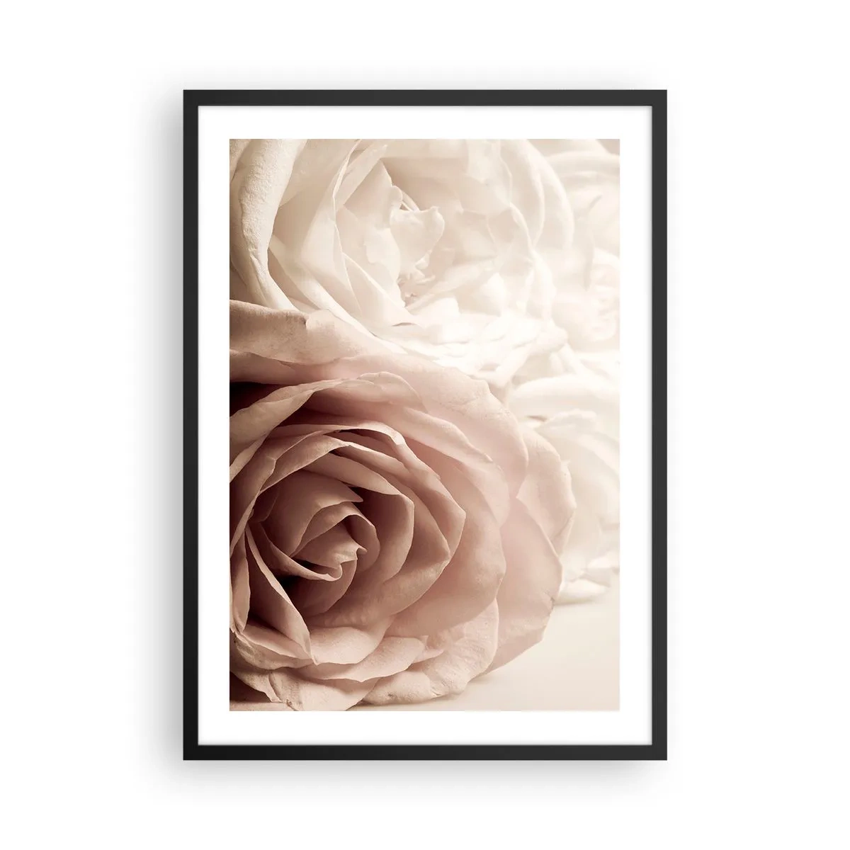 Plakat w czarnej ramie - Delikatne kremowe róże w zbliżeniu - 50x70cm - W sercu róży - Nowoczesna dekoracja ścienna do salonu i sypialni ARTTOR