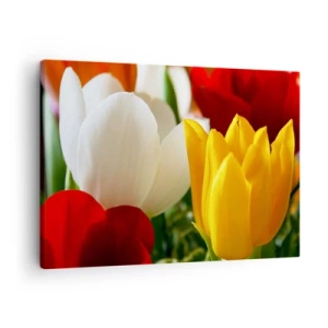 Obraz na płótnie - Kolorowe tulipany w zbliżeniu na wiosennym tle - 70x50cm - Tulipanowa gorączka - Nowoczesna dekoracja ścienna do salonu i sypialni ARTTOR