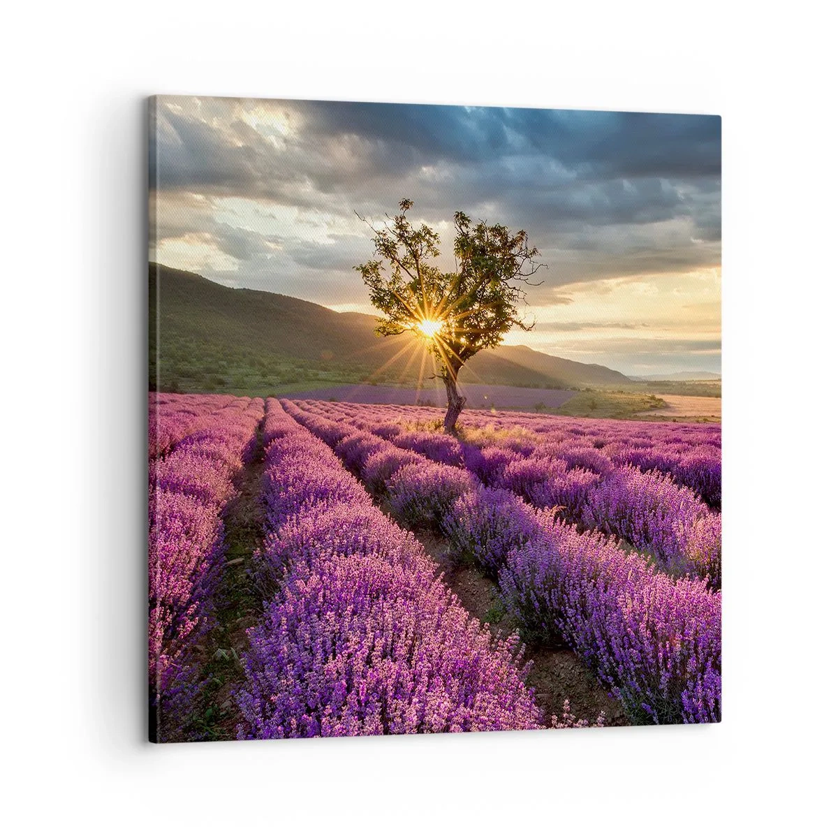 Obraz na płótnie - Aromat w kolorze lila - 60x60 cm