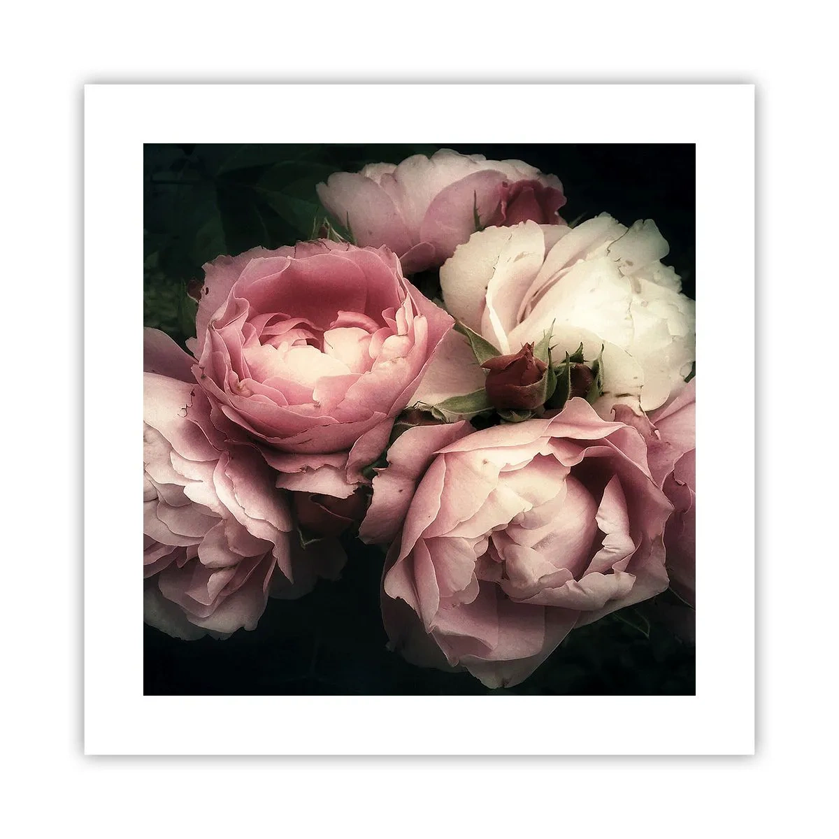 Plakat - Czar belle epoque - 40x40 cm