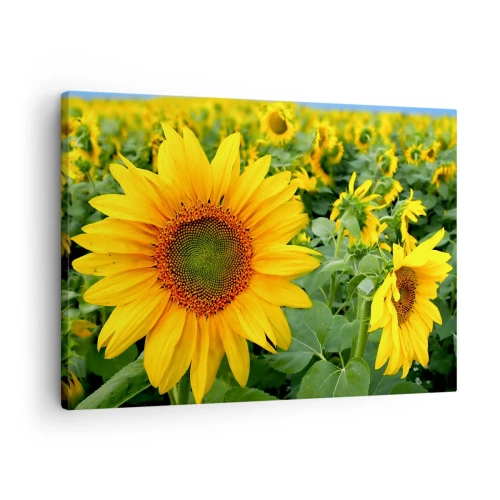 Obraz na płótnie - Pole słoneczników z żółtymi kwiatami na tle zielonych liści - 70x50cm - Rozgorzały setki słońc - Nowoczesna dekoracja ścienna do salonu i sypialni ARTTOR