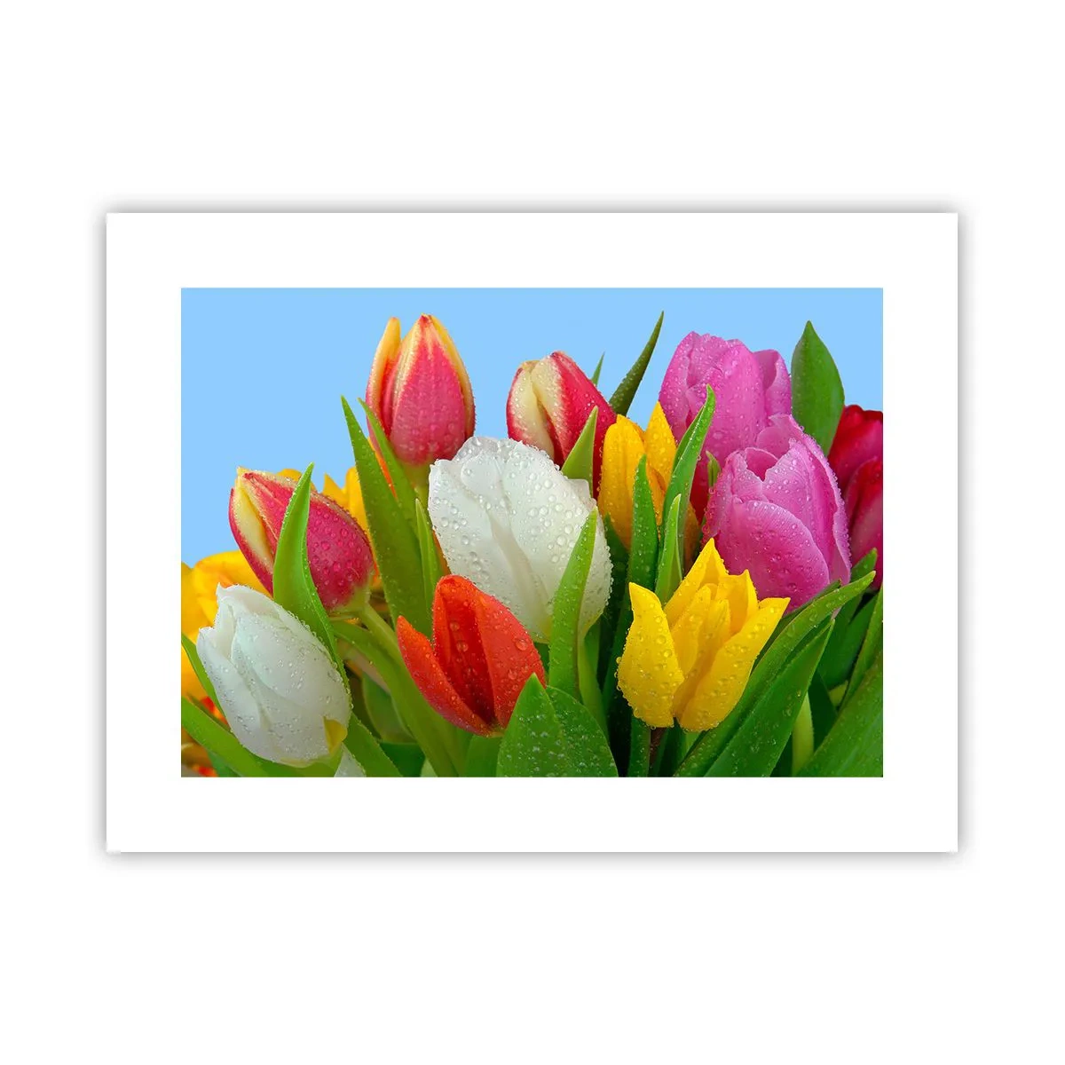 Plakat - Kwiatowa tęcza w kroplach rosy - 40x30 cm