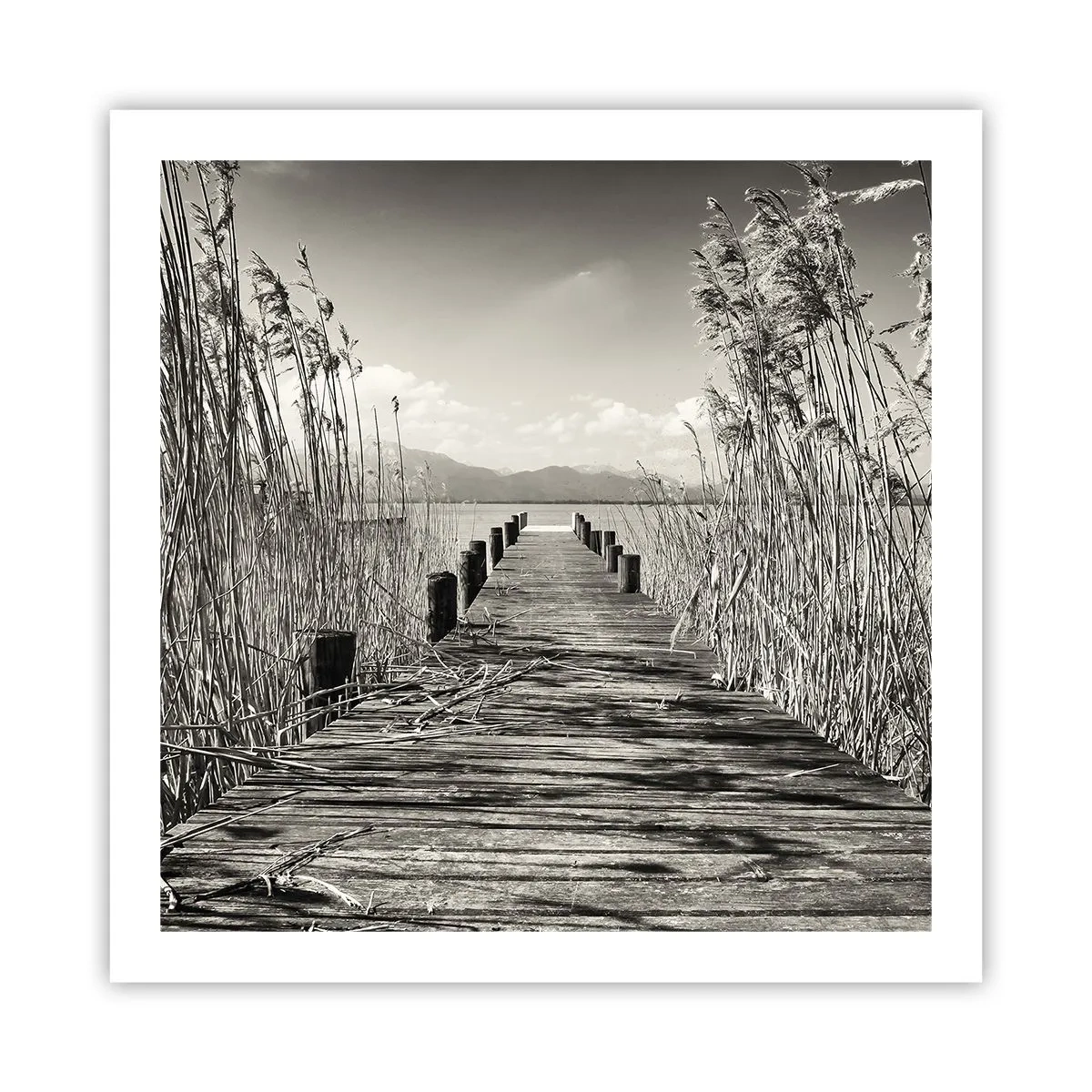 Plakat - W zaciszu traw - 60x60 cm