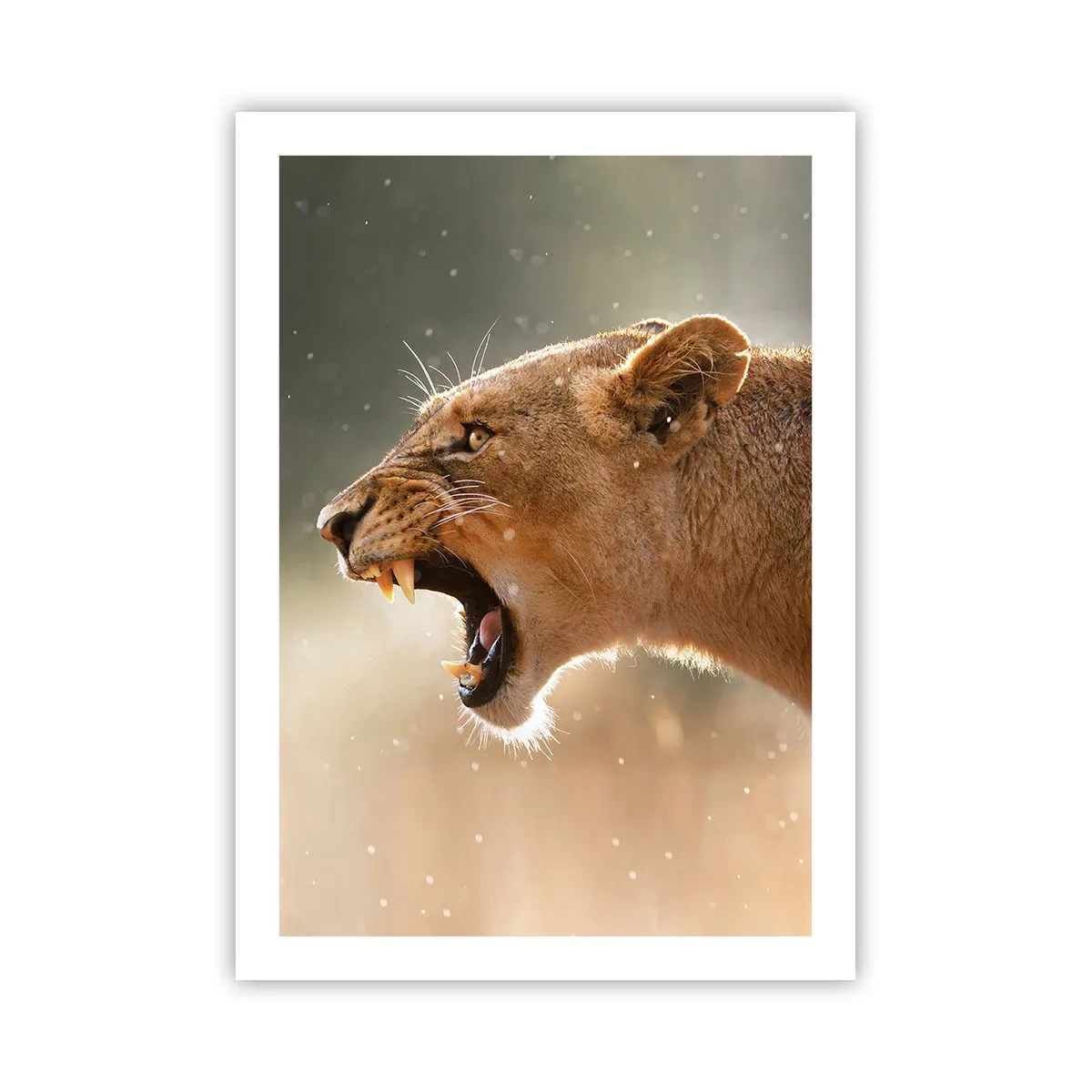 Plakat - Zbliżenie na wściekłą lwicę w pełnym ruchu - 50x70cm - Spróbuj nie posłuchać - Nowoczesna dekoracja ścienna do salonu, kuchni i sypialni ARTTOR