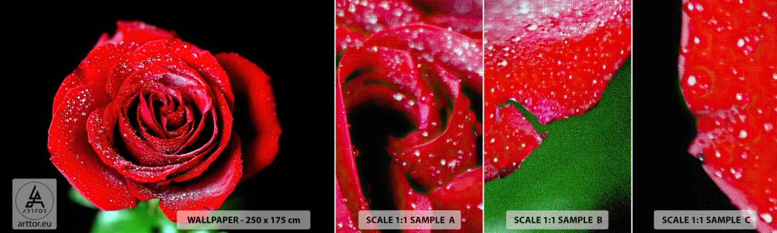 Fototapeta Próbka Premium Canvas - To właśnie miłość - Kwiaty, Czerwona Róża, Płatki Róży - 100x30 cm