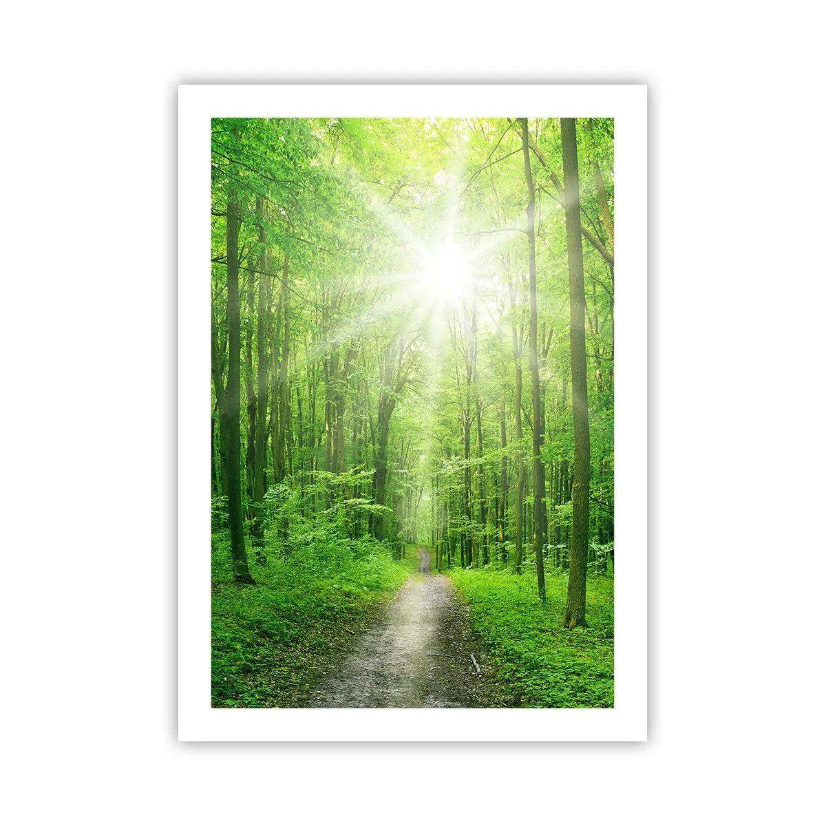 Plakat - Leśna ścieżka oświetlona promieniami słońca - 50x70cm - Zielona katedra - Nowoczesna dekoracja ścienna do salonu, kuchni i sypialni ARTTOR