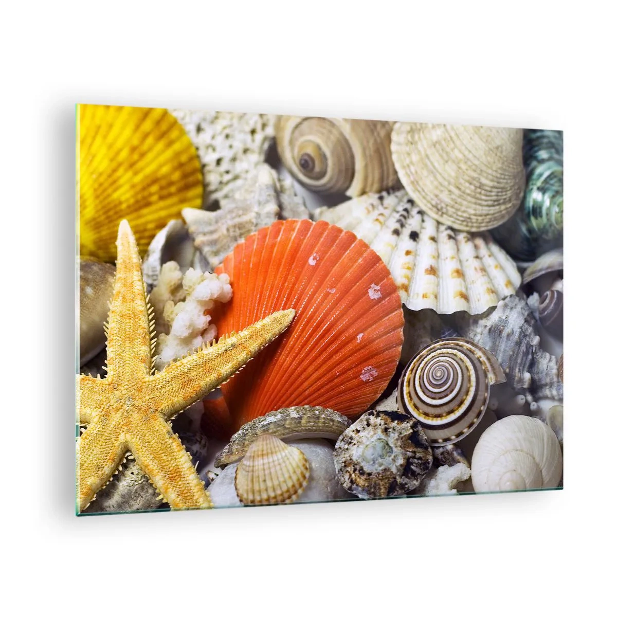 Obraz na szkle - Kolorowe muszle i rozgwiazda w morskiej kompozycji - 70x50cm - Skarby oceanu - Nowoczesna dekoracja ścienna do salonu i sypialni ARTTOR