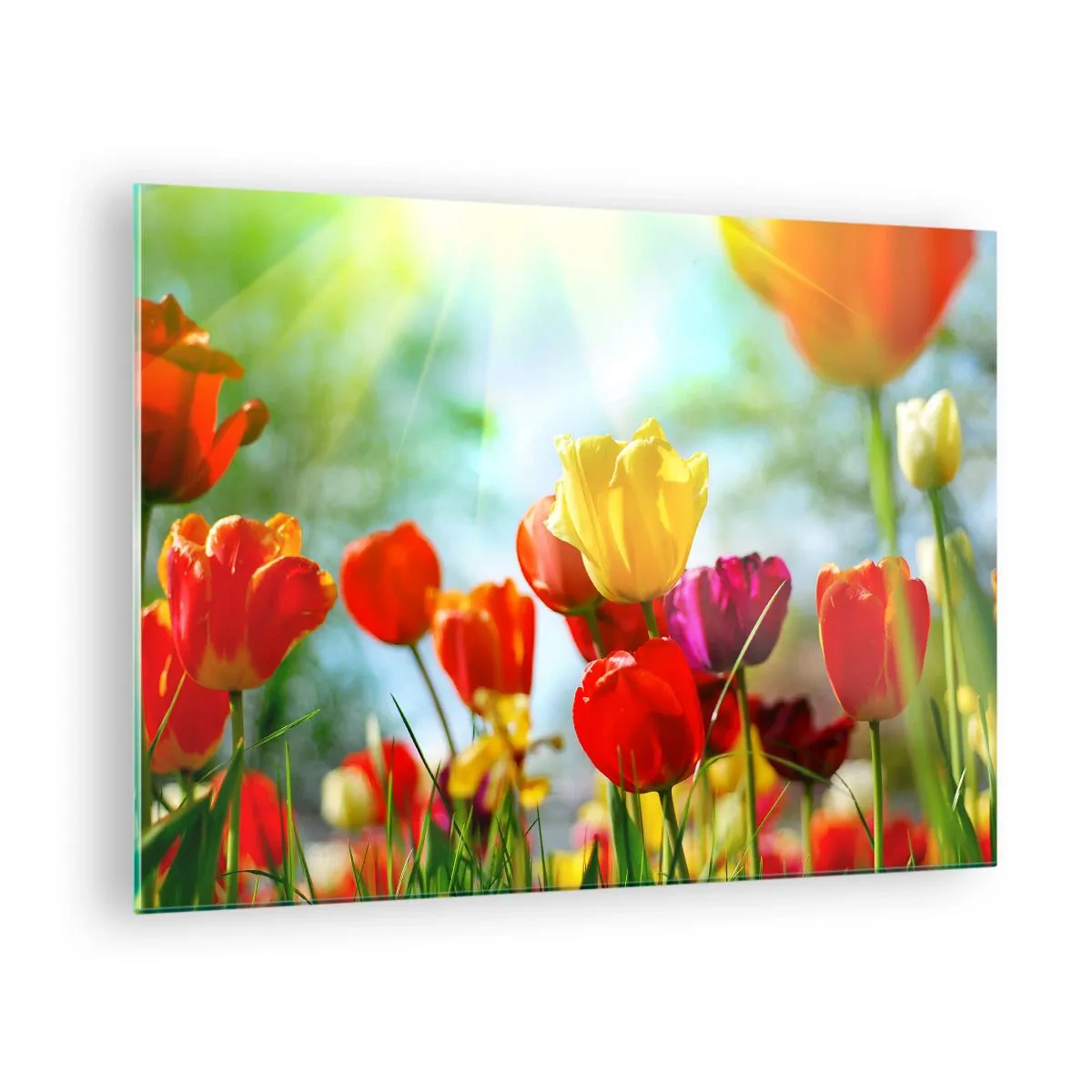 Obraz na szkle - Kolorowe tulipany oświetlone promieniami słońca - 70x50cm - Wszystkie barwy słońca - Nowoczesna dekoracja ścienna do salonu i sypialni ARTTOR