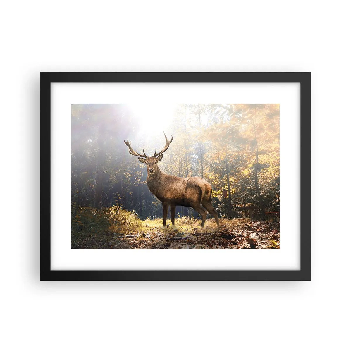 Plakat w czarnej ramie - W pełnym majestacie - 40x30 cm