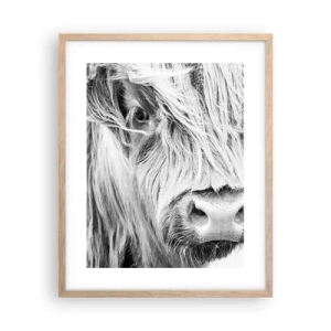 Plakat w ramie jasny dąb - Szkocka dzikość - 40x50 cm