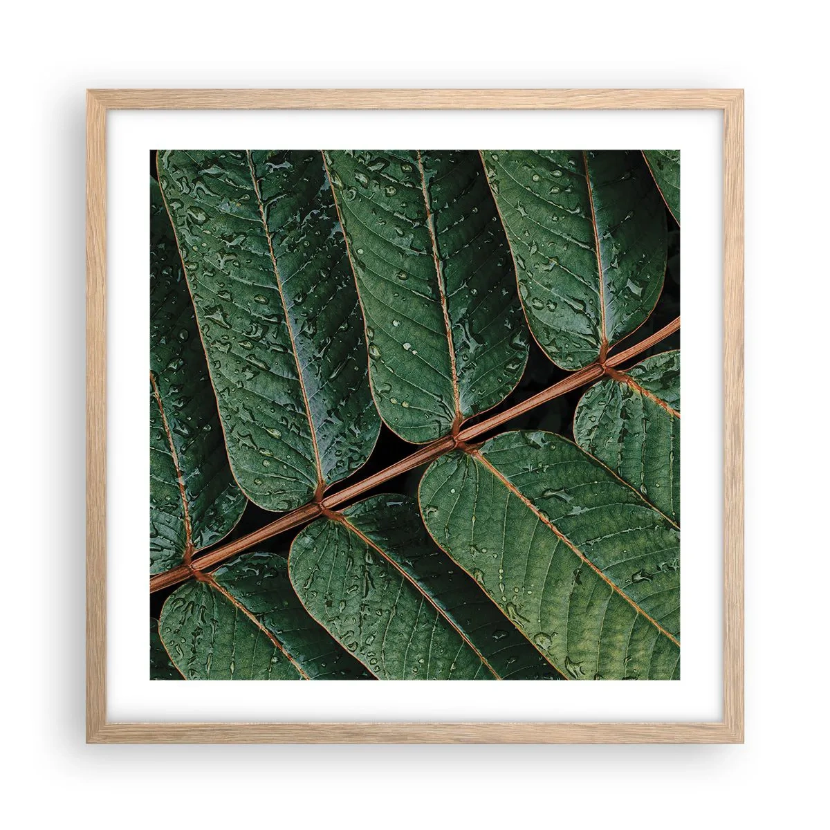 Plakat w ramie jasny dąb - W zielonym rytmie - 50x50 cm