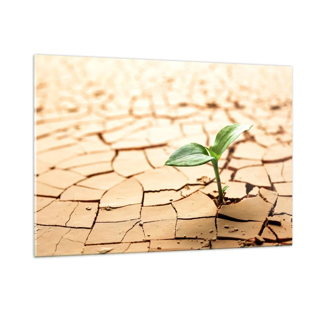 Obraz na szkle - Młoda roślina wyrastająca z suchej, spękanej ziemi - 120x80cm - Nieposkromiona siła życia - Nowoczesna dekoracja ścienna do salonu, kuchni i sypialni ARTTOR